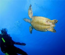 A friendly turtle. Cozumel. Canoon SD550. by Paul Holota 